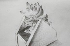 <b>第五十九幅·多肉植物</b>