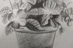 <b>第六十幅·花花草草</b>